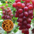 Sultana brun séchée de haute qualité des raisins secs de Xingjiang